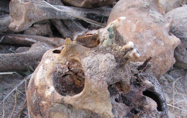 В Волгоградской области хуторянин нашел у себя в огороде человеческий скелет