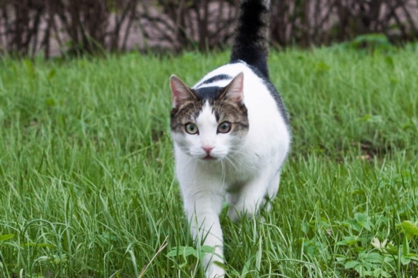 Кота Марсика всегда будут вспоминать с теплотой и любовью Кота Марсика всегда будут вспоминать с теплотой и любовью