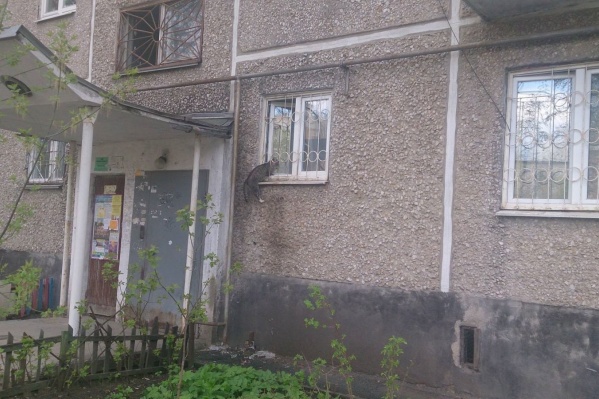 Кошки спокойно заходят в свой дом через приоткрытое окно.
Кошки спокойно заходят в свой дом через приоткрытое окно.