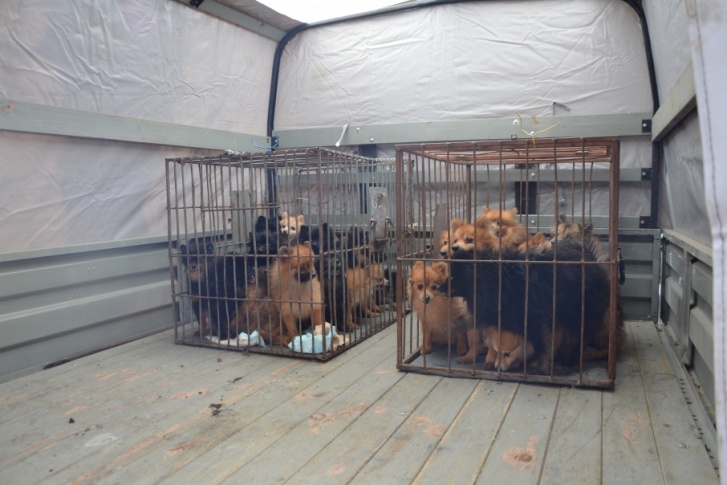 Собачки породы померанский шпиц, которых спасли из квартиры тюменки
