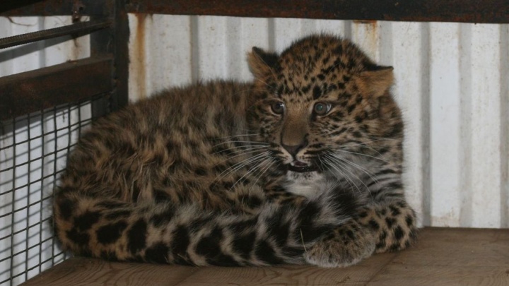 В Самаре сотрудники ТЦ пожаловались на жестокое обращение с животными в контактном зоопарке