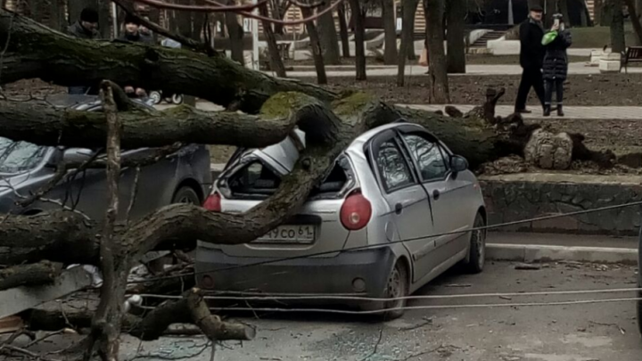 В центре Ростова упавшее дерево придавило два автомобиля