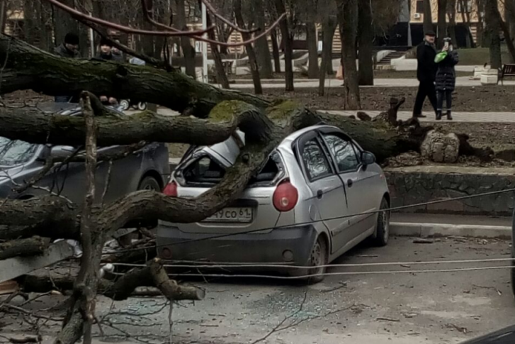 Дерево придавило две машины, в происшествии никто не пострадал