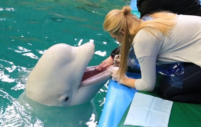 Ярославский стоматолог лечит зубы китам и дельфинам: фото и видео