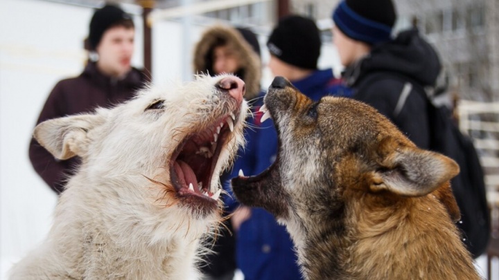 Бездомные собаки под Волгоградом искусали двух школьников