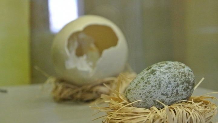 «Некоторым экспонатам более 100 лет»: на выставке в пермском музее покажут 222 птичьих яйца