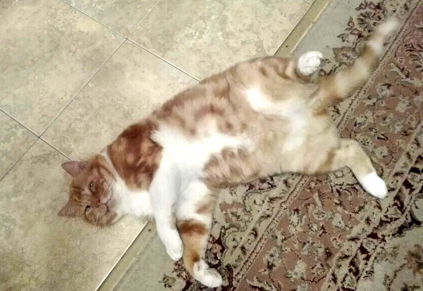 Кота забрал к себе неравнодушный ростовчанин, который оплатил его лечение Кота забрал к себе неравнодушный ростовчанин, который оплатил его лечение