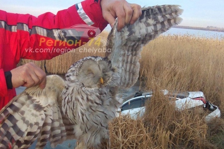 Авария с участием совы произошла около деревни под Челябинском