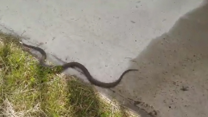 Тюменцы сняли на видео змею в Восточном округе
