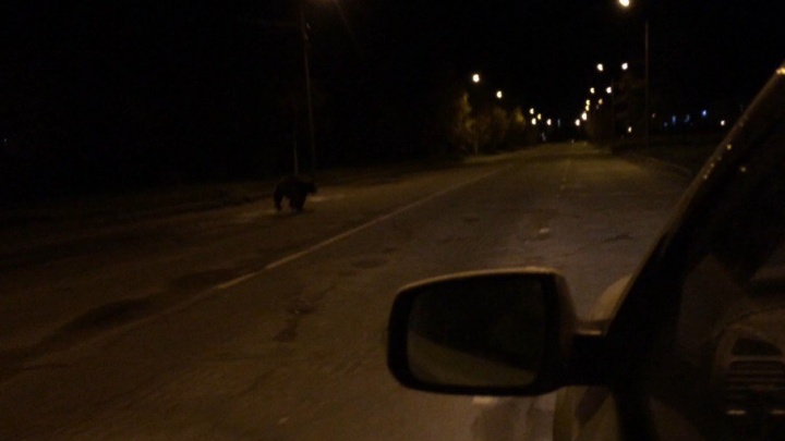 Разгуливающий по Северодвинску медведь сбежал в лес, не дождавшись инспекторов