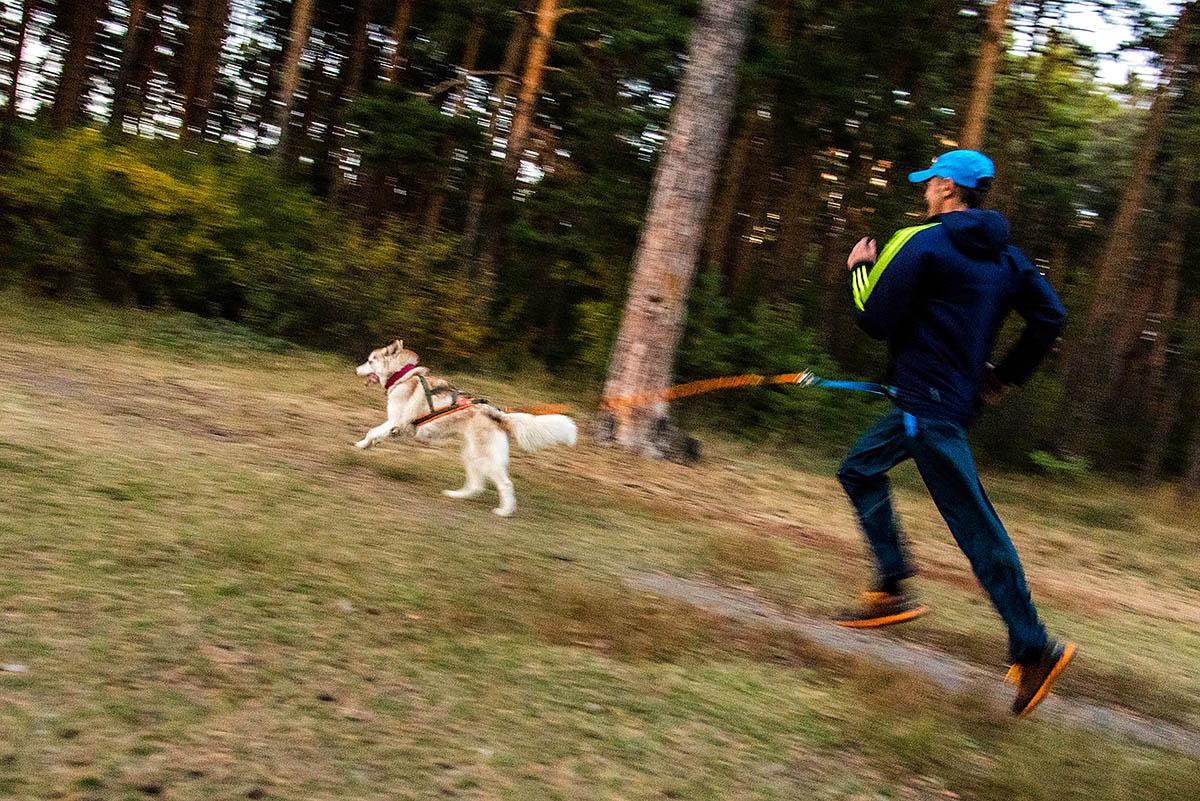 Собака бежит на два-три метра впереди