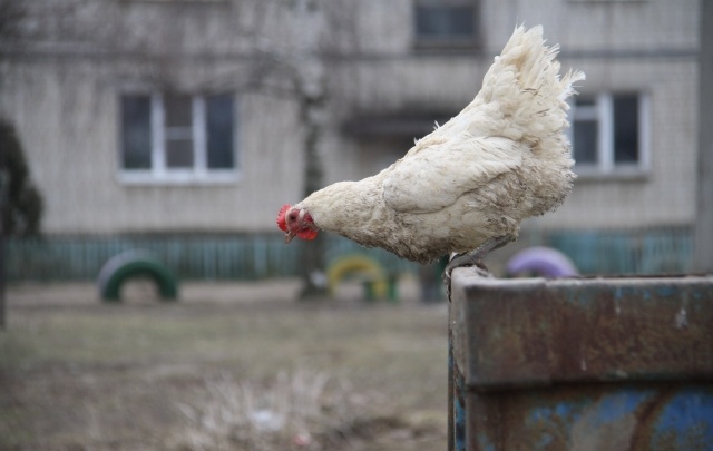 В Ярославской области начальник столовой обокрал воришек: прогорел на курицах