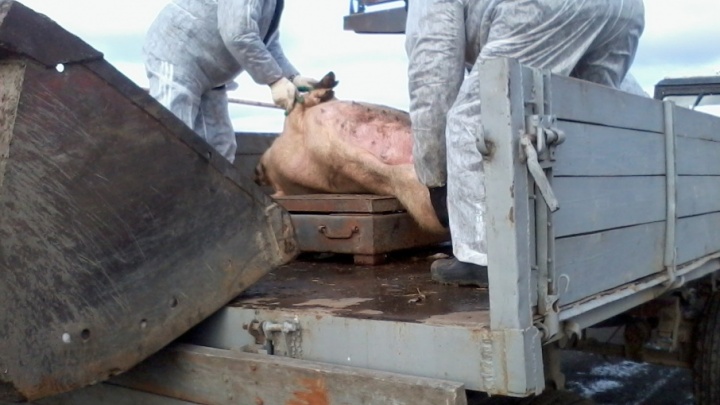 Под Челябинском погасили вспышку африканской чумы свиней