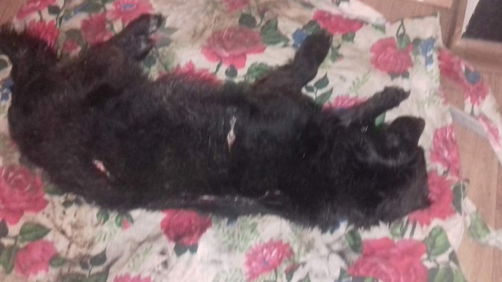 В Ростовской области волонтеры спасли собаку, с которой пытались содрать шкуру
