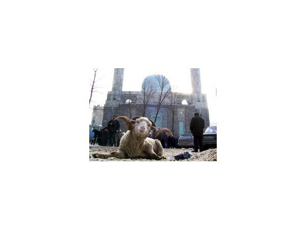 pln-pskov.ru