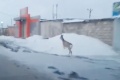 Косуля, скачущая вдоль дороги в Миассе, попала на видео