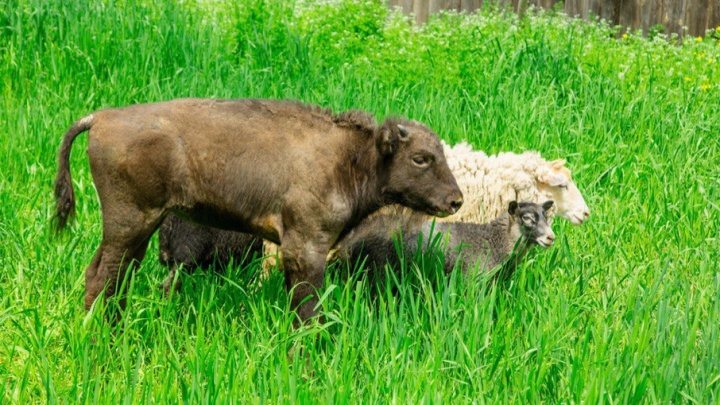 В ростовском зоопарке организовали «детский сад» для зубра и козлят