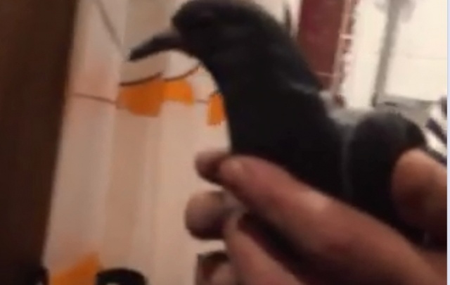 Ярославские спецслужбы провели операцию по спасению голубя в ванной: видео