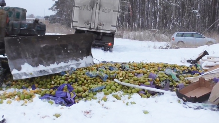 С челябинского склада вывезли две тонны европейских фруктов и раздавили их трактором