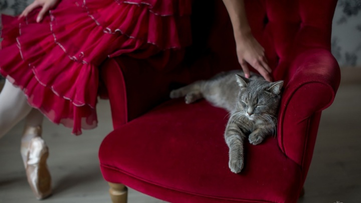 «Им нужен дом»: артисты пермского балета устроили фотосессию с котиками из приюта