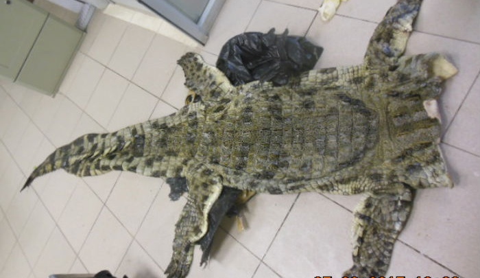 У ярославца в аэропорту таможенники отобрали шкуру африканского крокодила