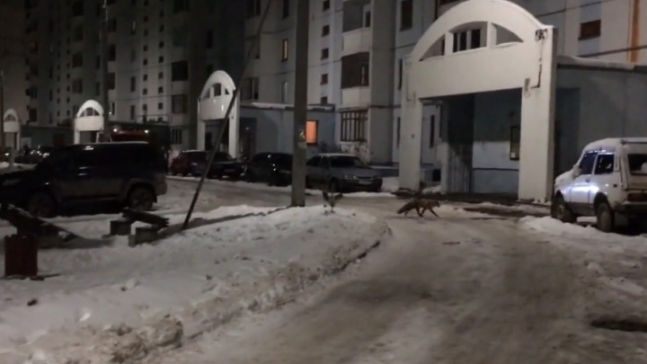 В подъезд многоэтажки в Ярославле прокралась дикая лисица