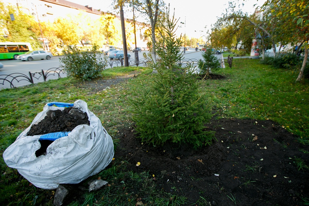 Около 400 деревьев в этом году должны высадить управы округов Около 400 деревьев в этом году должны высадить управы округов