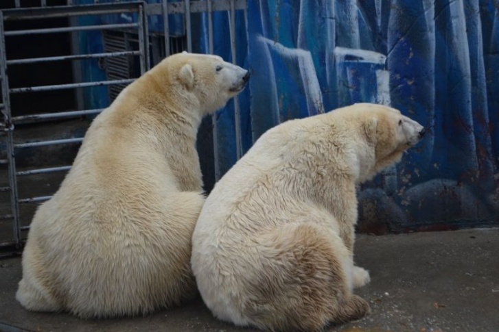 В пермском зоопарке ожидают рождение белого медвежонка