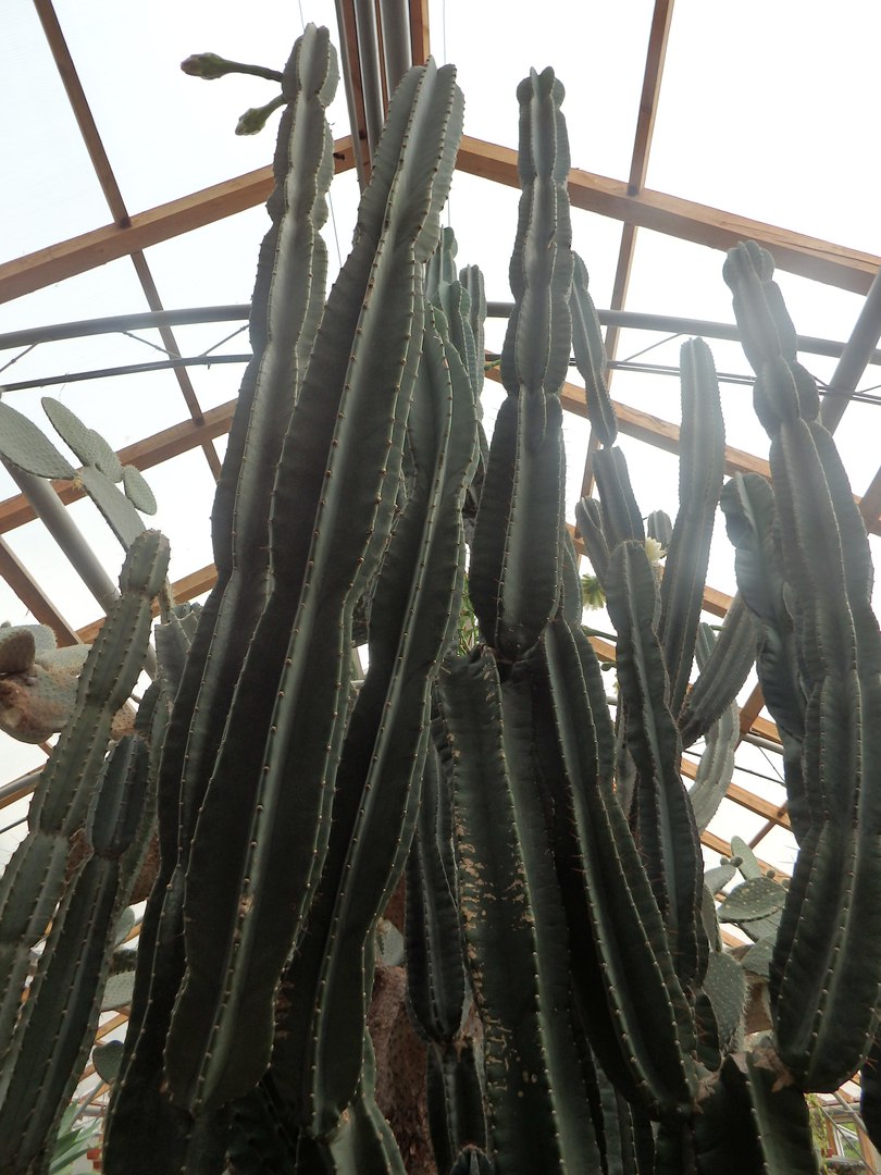 В "теплице" растения-гиганты выросли до потолка.
