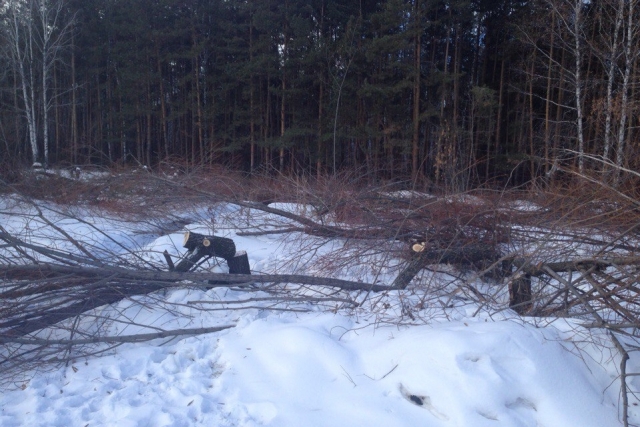 В сквере рядом с домами по Захаренко вырубили около 50 деревьев