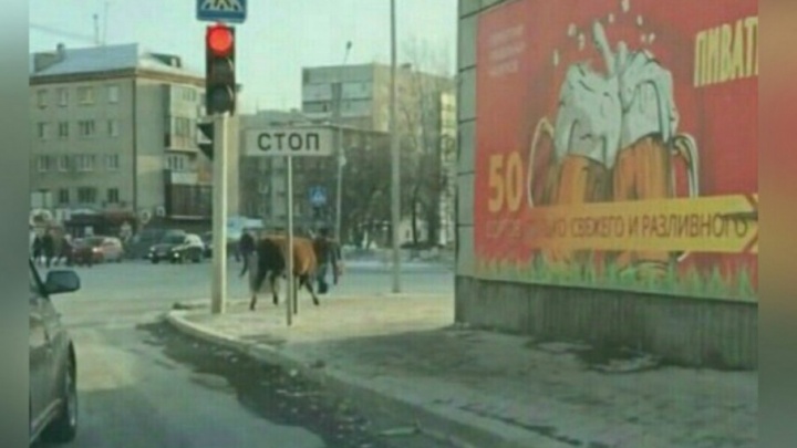 Ловите бурёнку: на Московском тракте корова устроила забег по проезжей части
