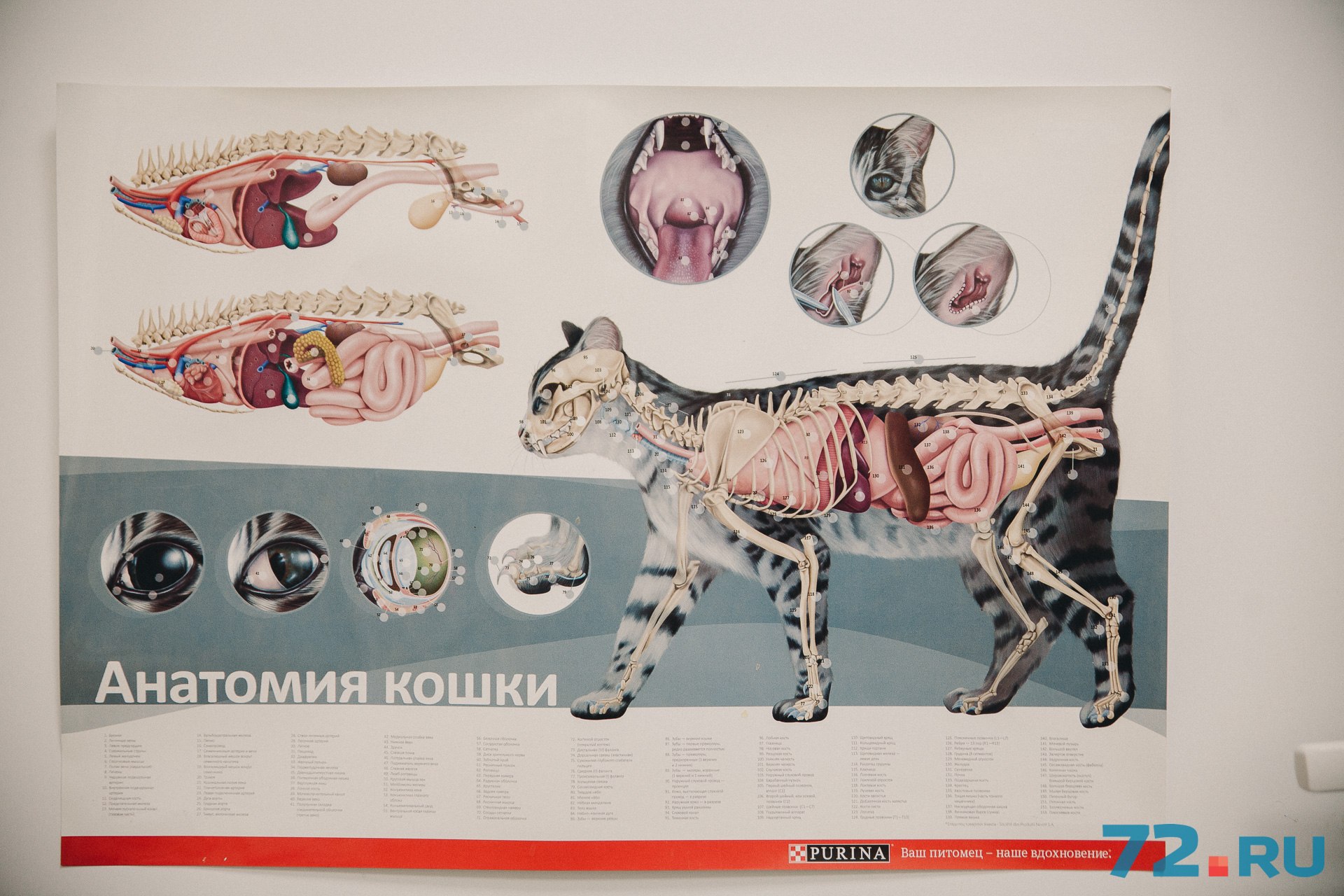 В кабинетах ветклиник повсеместно висят познавательные плакаты об анатомии животных