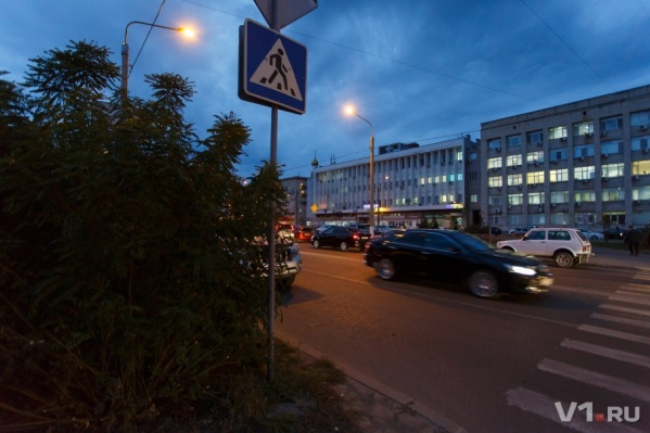 Этот куст уже попортил немало нервов и местным автомобилистам, и пешеходам Этот куст уже попортил немало нервов и местным автомобилистам, и пешеходам