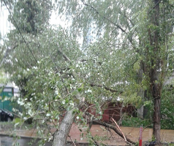 В Ростове возле школы упало дерево В Ростове возле школы упало дерево