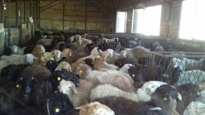 Жители Самарской области добились через суд выселения стада овец за пределы жилого массива