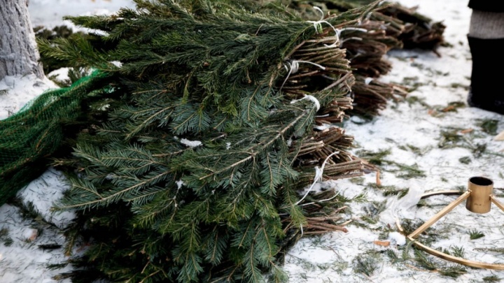 Ёлки вне закона: чиновники «арестовали» около 100 новогодних деревьев, которые продавали у «Кристалла»