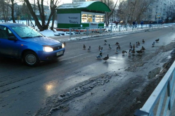 Местные жители шутят, что пора в городе устанавливать знак «Осторожно, утки» Местные жители шутят, что пора в городе устанавливать знак «Осторожно, утки»