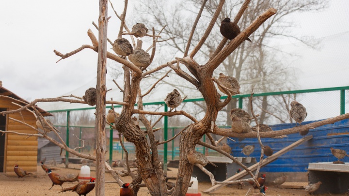 Поохотиться на фазанов и попить чай в избе: куда съездить отдохнуть недалеко от Тюмени