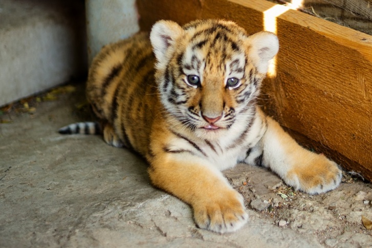 Очаровательный тигренок появился на свет в ростовском зоопарке