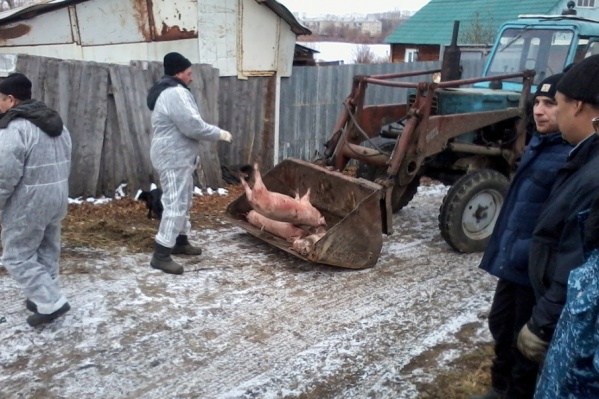 В посёлке уничтожили всех свиней в радиусе 20 км от очагов болезни В посёлке уничтожили всех свиней в радиусе 20 км от очагов болезни