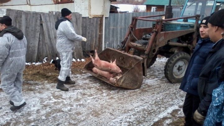 Жители Тимирязевского, где нашли африканскую чуму, пытались скрывать свиней от убоя