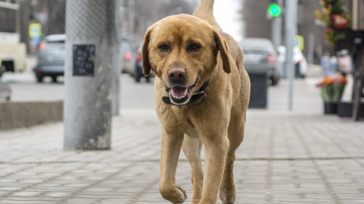 Активисты ОНФ подсчитали расходы на отлов бездомных собак в Ростовской области