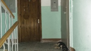 Соседи пугаются собак и вынуждены постоянно открывать окна, чтобы выветрить запах.
Соседи пугаются собак и вынуждены постоянно открывать окна, чтобы выветрить запах.