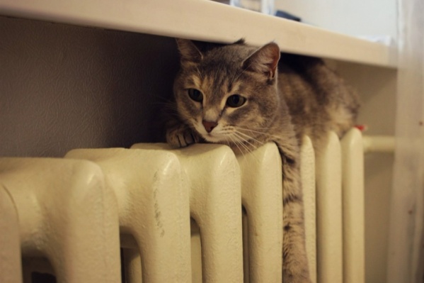 Новое здание готовят для котов Новое здание готовят для котов