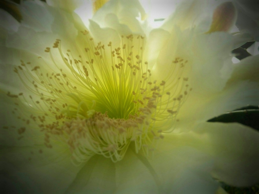 Цветки у цереуса белые и пахнут ванилью.