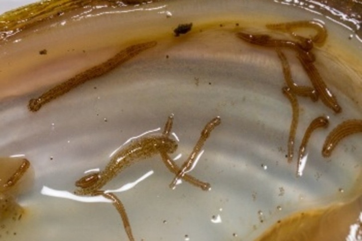 Эта пиявка паразитирует внутри раковин двустворчатых моллюсков