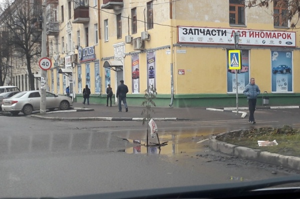 Деревья уже появлялись в наших ямах Деревья уже появлялись в наших ямах