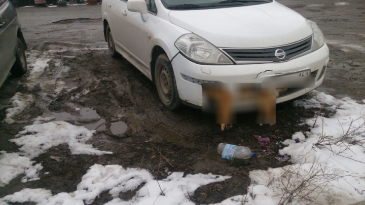 Реготделение «Единой России»: Валерий Писковец сбивал собаку в Таганроге, но по городу с ней не ездил