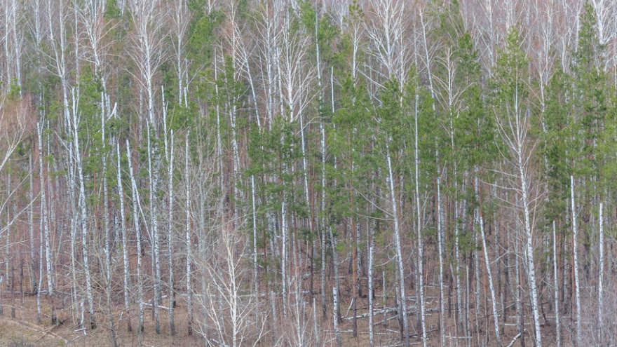 В Самаре амнистировали организаторов вырубки леса на Сорокиных хуторах