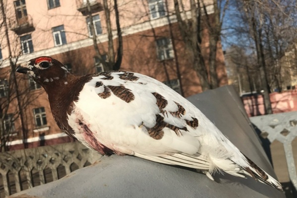 Куропатку вывезли из города и отпустили на волю Куропатку вывезли из города и отпустили на волю